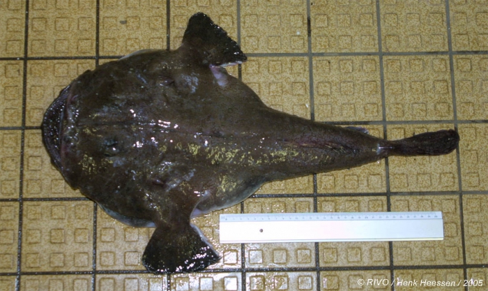 Lophius piscatorius Linnaeus, 1758 Lophius piscatorius Linnaeus, 1758