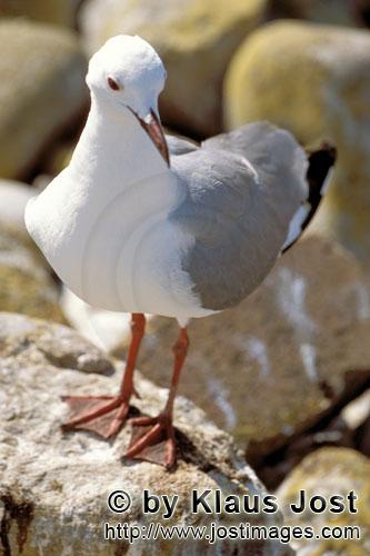 Larus hartlaubii Larus hartlaubii