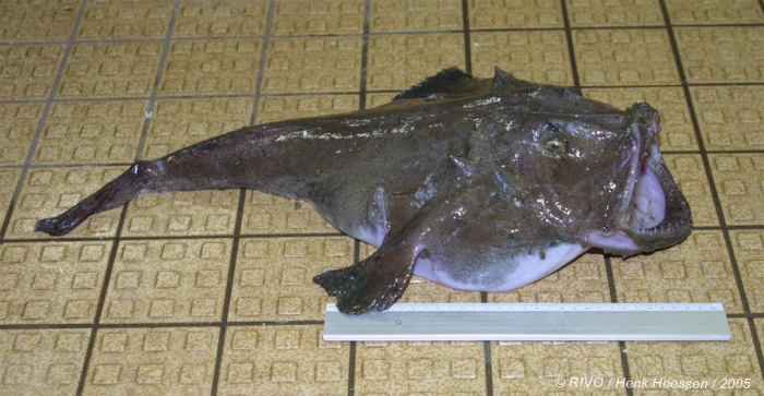 Lophius piscatorius Linnaeus, 1758 Lophius piscatorius Linnaeus, 1758