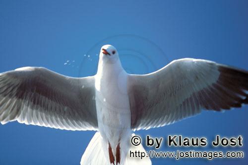 Larus hartlaubii Larus hartlaubii