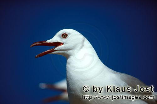 Larus hartlaubii Larus hartlaubii