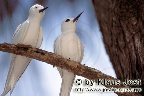 Gygis alba Gygis alba
