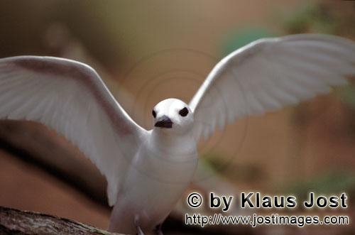 Gygis alba Gygis alba
