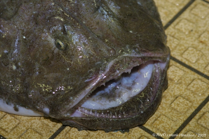 Lophius piscatorius Linnaeus, 1758 Lophius piscatorius Linnaeus, 1758