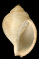 Mollusca (molluscs)