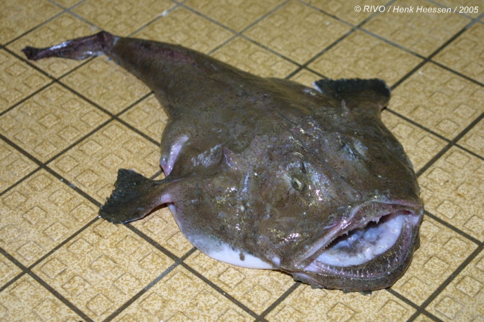 Lophius piscatorius Linnaeus, 1758 Lophius piscatorius Linnaeus, 1758