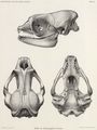 Mammalia (mammals)