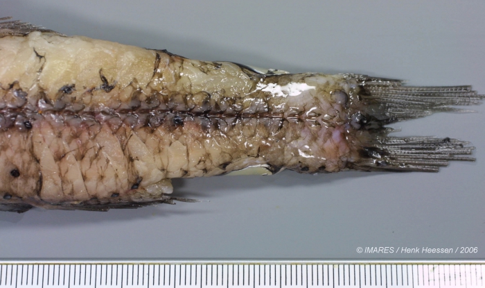 Lampadena sp. Lampadena sp.