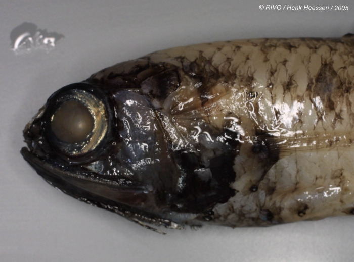 Myctophidae spec. 1 Myctophidae spec. 1
