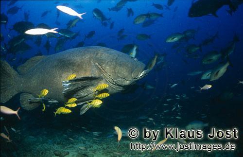 Epinephelus lanceolatus Epinephelus lanceolatus