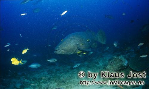 Epinephelus lanceolatus