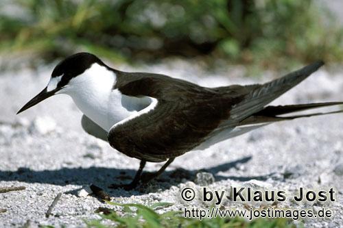 Sterna fuscata Sterna fuscata
