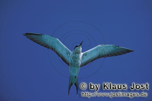 Sterna fuscata Sterna fuscata