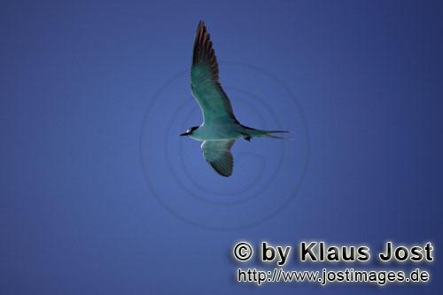 Sterna fuscata Sterna fuscata