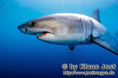 Carcharodon carcharias Carcharodon carcharias