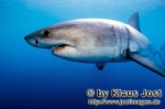 Lamniformes