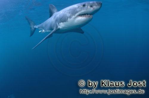 Carcharodon carcharias Carcharodon carcharias