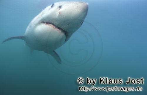 Carcharodon carcharias Carcharodon carcharias