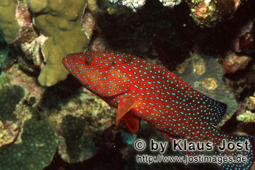 Cephalopholis miniata Cephalopholis miniata
