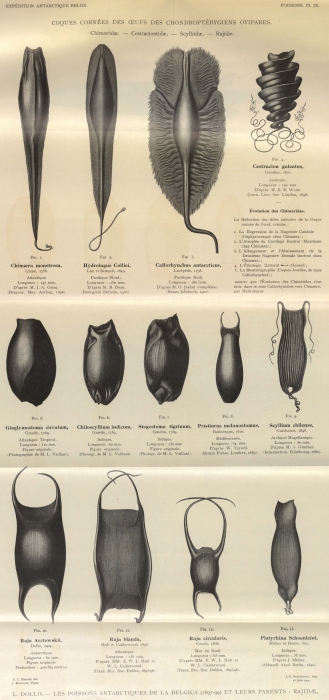Dollo (1904, pl. 09) Dollo (1904, pl. 09)