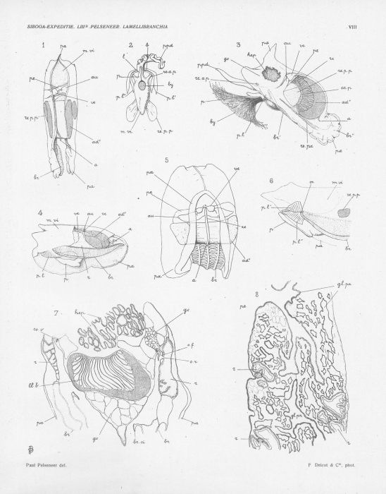 Pelseneer (1911, pl. 08) Pelseneer (1911, pl. 08)