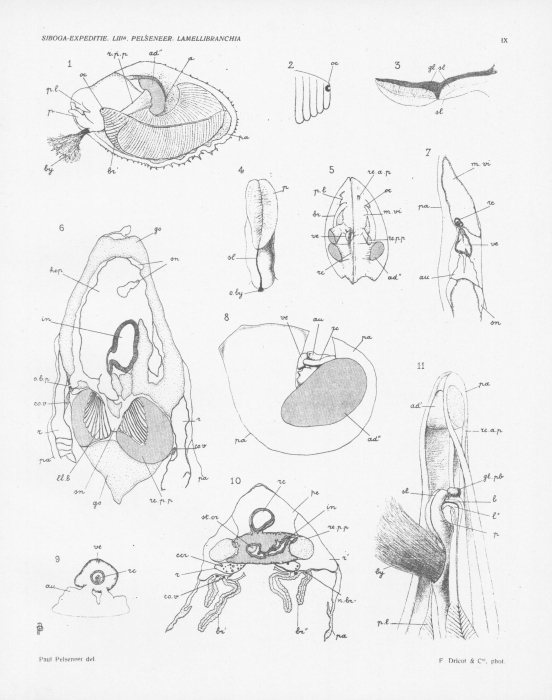 Pelseneer (1911, pl. 09) Pelseneer (1911, pl. 09)