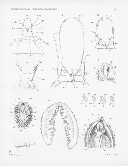 Pelseneer (1911, pl. 11) Pelseneer (1911, pl. 11)