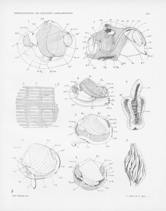 Pelseneer (1911, pl. 13) Pelseneer (1911, pl. 13)
