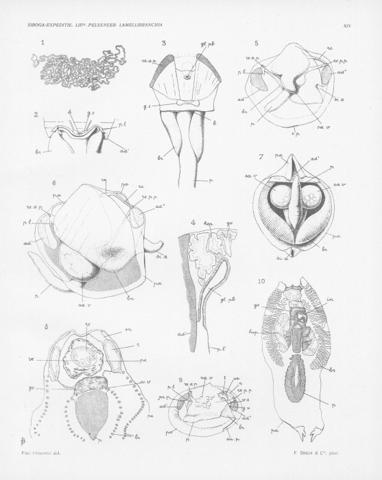 Pelseneer (1911, pl. 14) Pelseneer (1911, pl. 14)