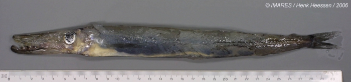 Sudis hyalina Rafinesque, 1810 Sudis hyalina Rafinesque, 1810
