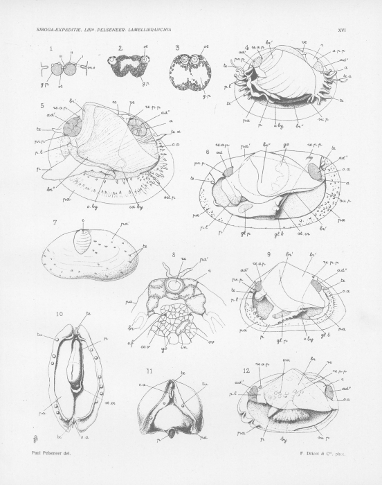 Pelseneer (1911, pl. 16) Pelseneer (1911, pl. 16)