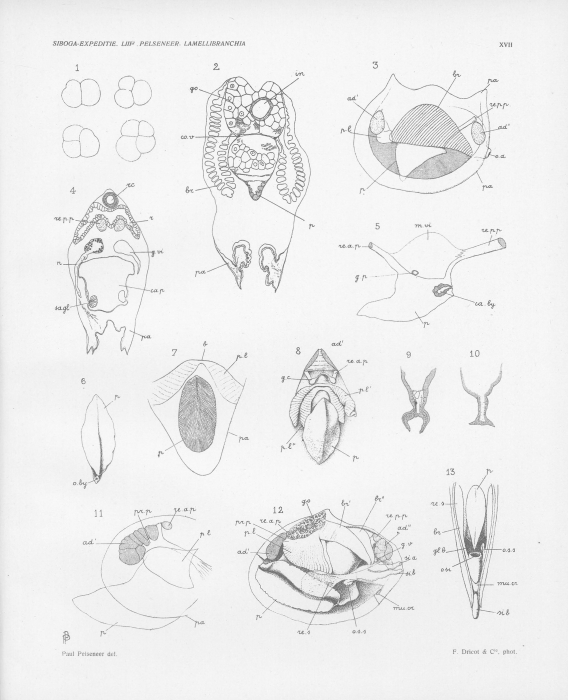 Pelseneer (1911, pl. 17) Pelseneer (1911, pl. 17)