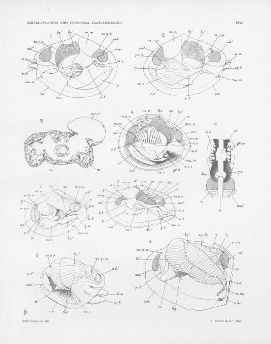 Pelseneer (1911, pl. 18) Pelseneer (1911, pl. 18)