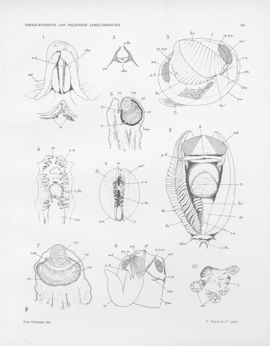 Pelseneer (1911, pl. 20) Pelseneer (1911, pl. 20)