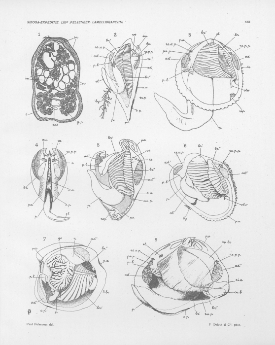 Pelseneer (1911, pl. 21) Pelseneer (1911, pl. 21)