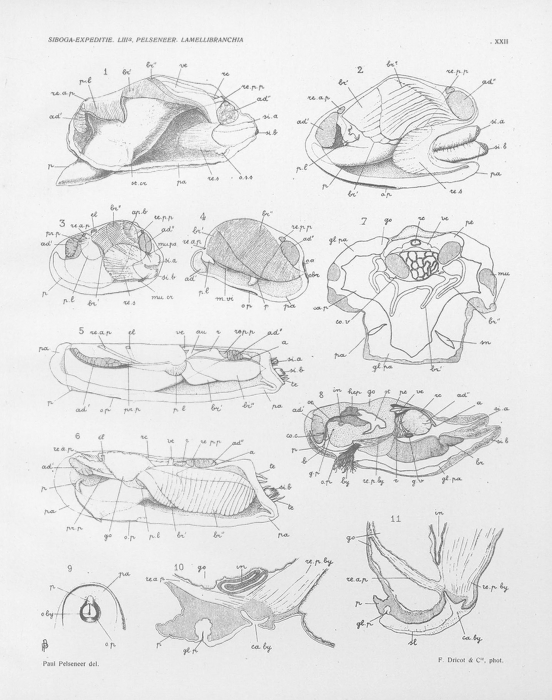 Pelseneer (1911, pl. 22) Pelseneer (1911, pl. 22)
