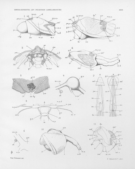 Pelseneer (1911, pl. 23) Pelseneer (1911, pl. 23)