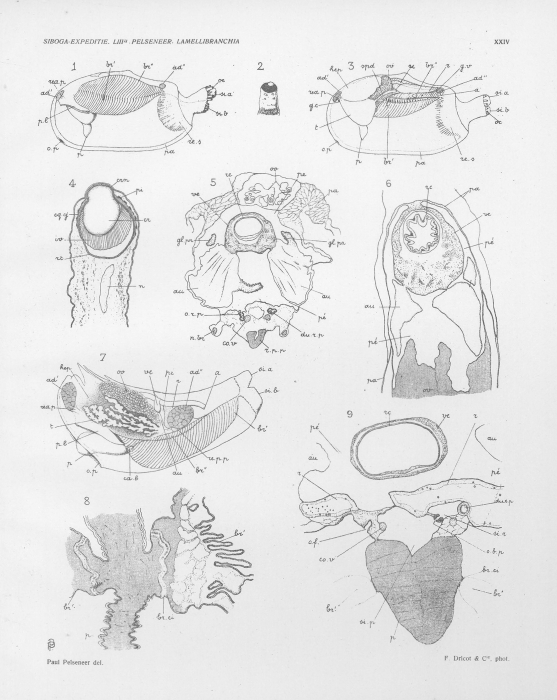Pelseneer (1911, pl. 24) Pelseneer (1911, pl. 24)