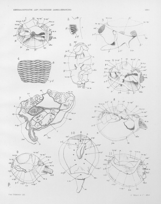 Pelseneer (1911, pl. 26) Pelseneer (1911, pl. 26)