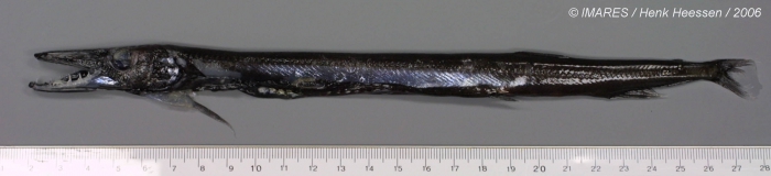 Uncisudis longirostris Maul, 1956 Uncisudis longirostris Maul, 1956