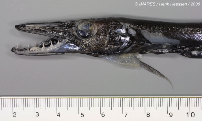 Uncisudis longirostris Maul, 1956 Uncisudis longirostris Maul, 1956