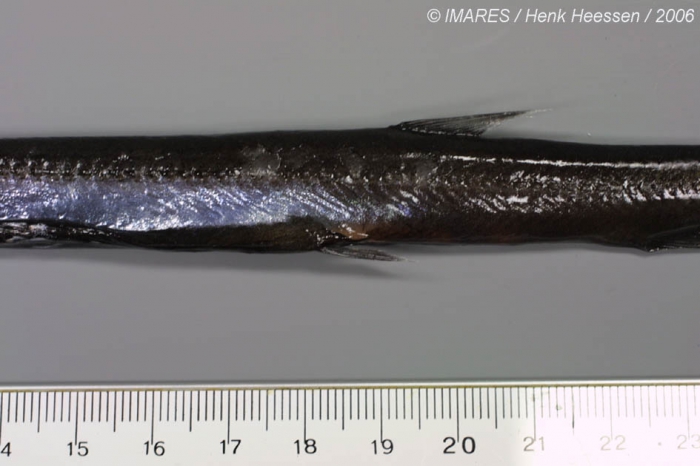 Uncisudis longirostris Maul, 1956 Uncisudis longirostris Maul, 1956