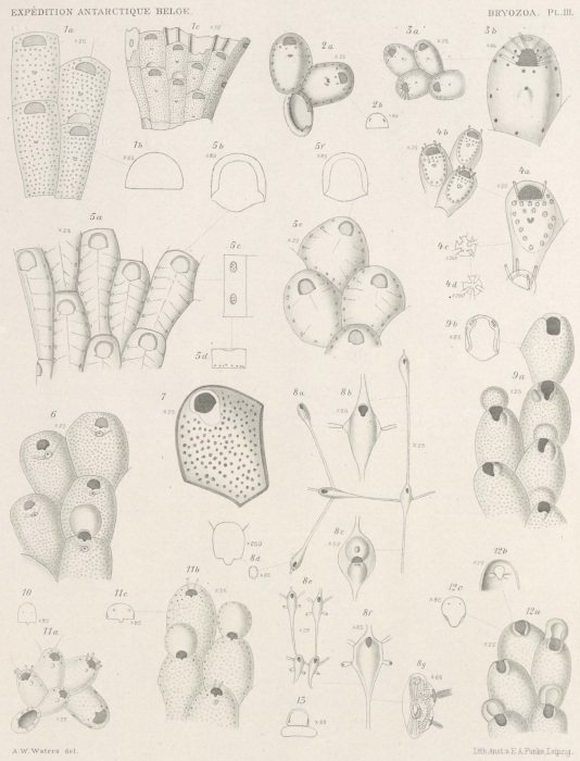 Waters (1904, pl. 3) Waters (1904, pl. 3)