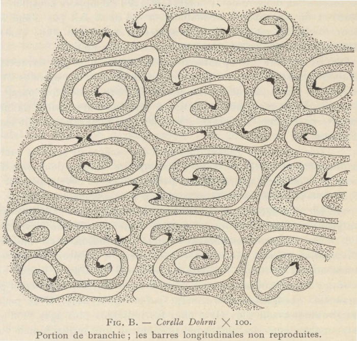 Van Beneden; de Selys Longchamps (1913, fig. B)