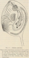 Tunicata (sea squirts)