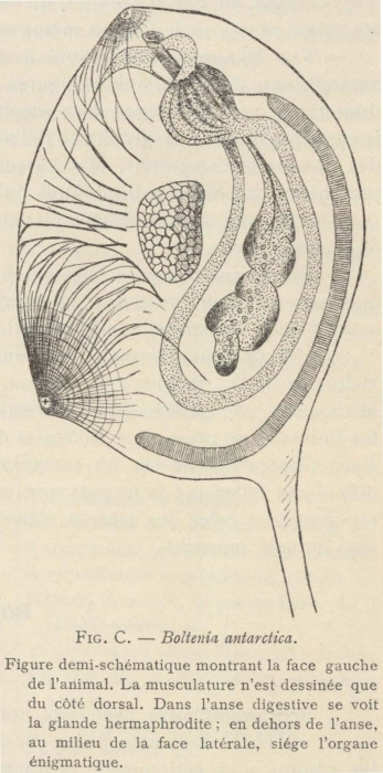 Van Beneden; de Selys Longchamps (1913, fig. C) Van Beneden; de Selys Longchamps (1913, fig. C)
