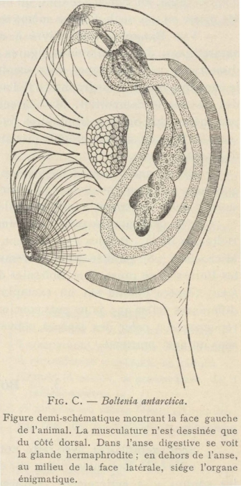 Van Beneden; de Selys Longchamps (1913, fig. C)