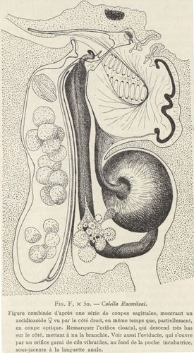 Van Beneden; de Selys Longchamps (1913, fig. F)