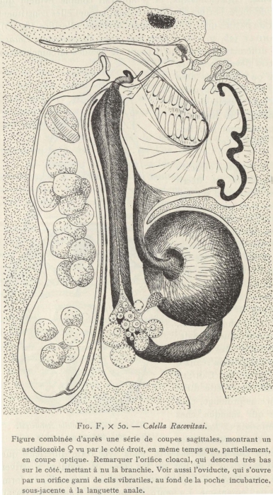 Van Beneden; de Selys Longchamps (1913, fig. F) Van Beneden; de Selys Longchamps (1913, fig. F)