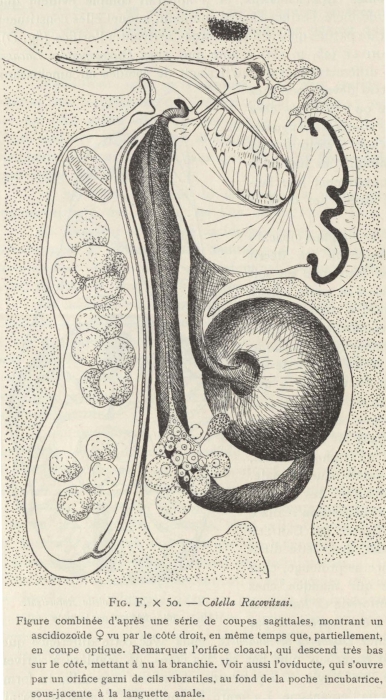 Van Beneden; de Selys Longchamps (1913, fig. F)